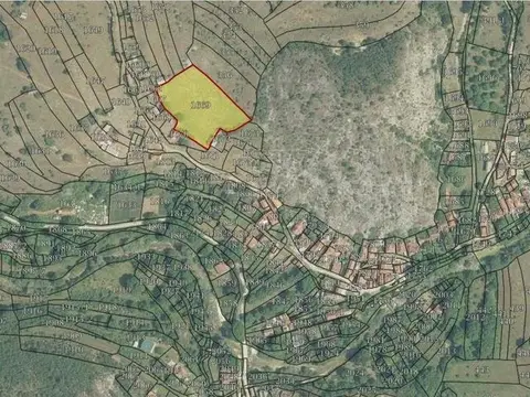 Niva vo Belica - Makedonski Brod