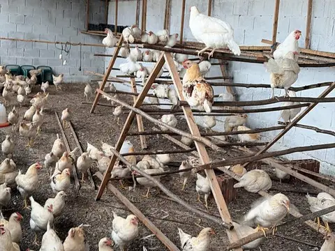 Кокошки за продажба