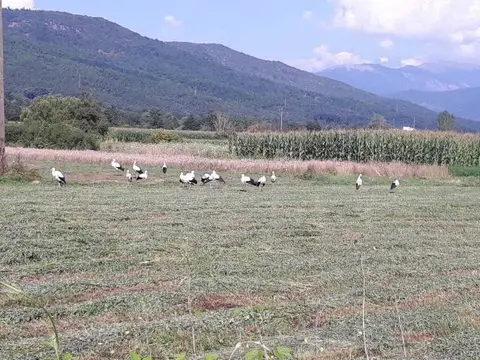 Niva-plac od 9000m2 do asvalt